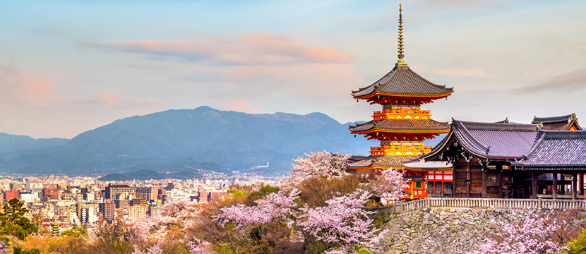 معبد طلایی در کیوتو و شکوفه های گیلاس