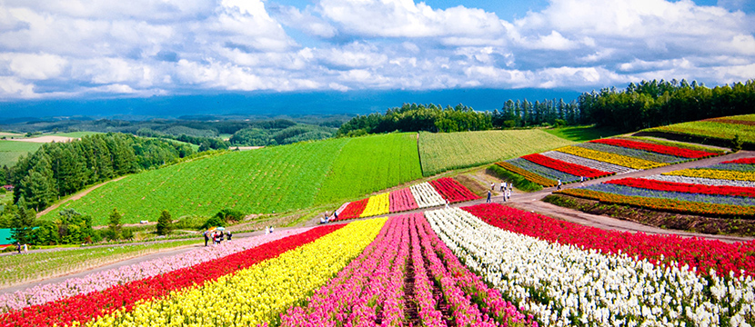 مزارع گل در ژاپن