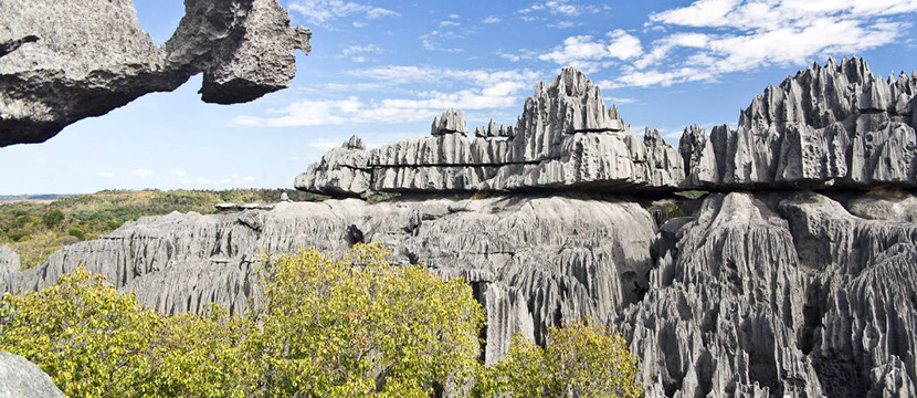 جنگل صخره ها در ماداگاسکار