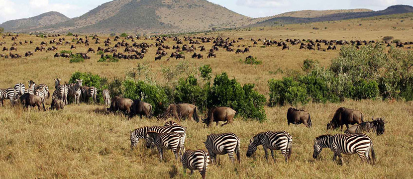 فصل کوچ حیوانات در کنیا