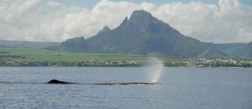 گشت تماشای نهنگ ها در موریس