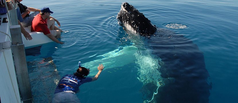 گشت تماشای نهنگ ها و دلفین ها در موریس
